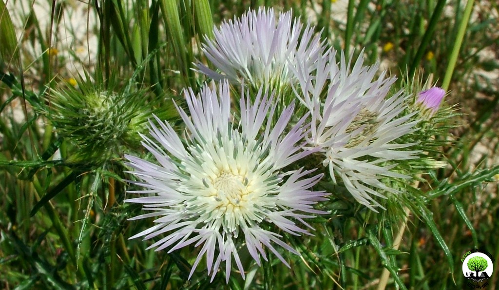 fiore-polline-allergologia-pachino.JPG fiore-polline-allergologia-pachino.JPG