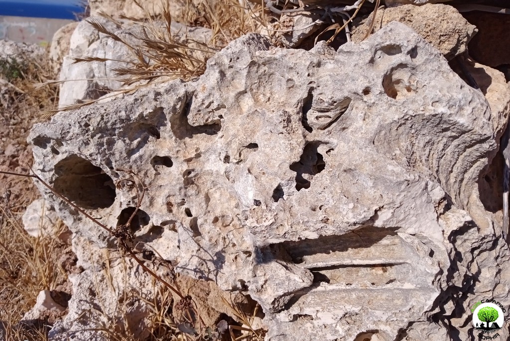 fossili-torre-fano-agricamping-sophia.jpg