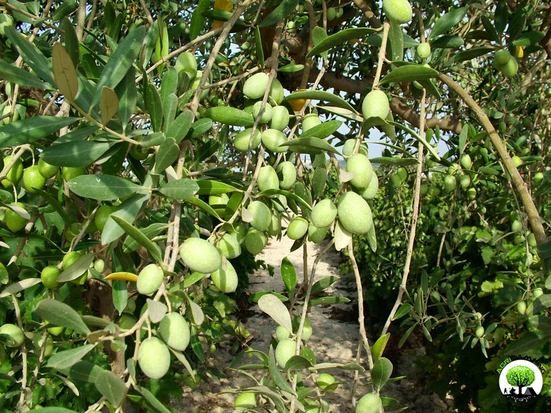 olivi-allergologo-pachino.JPG olivi-allergologo-pachino.JPG